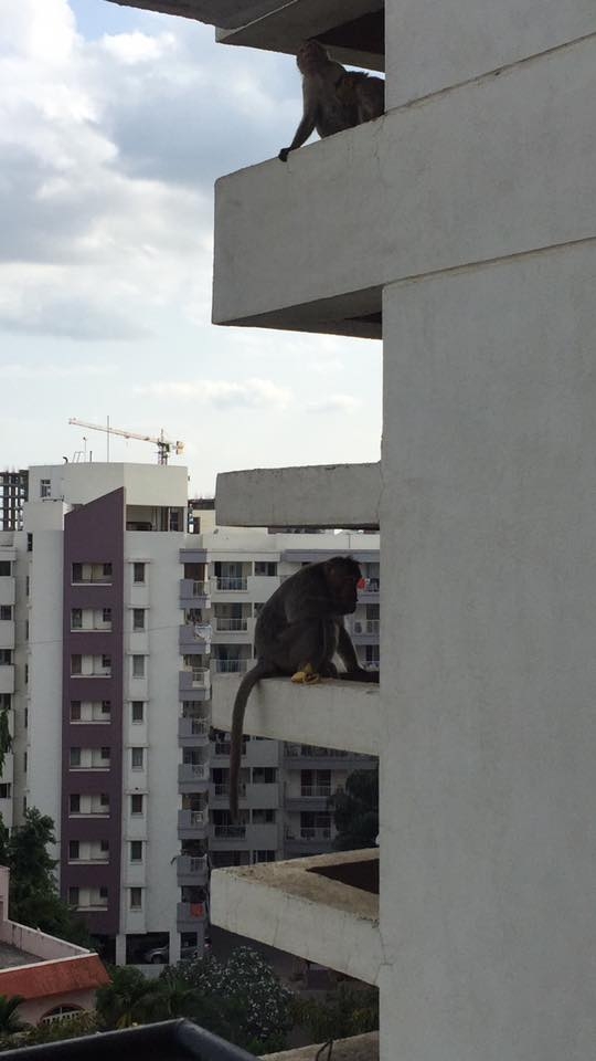 Life in India; Where I live (and, bonus monkeys)